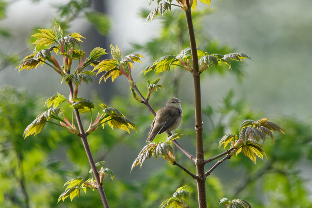 Garden Warbler